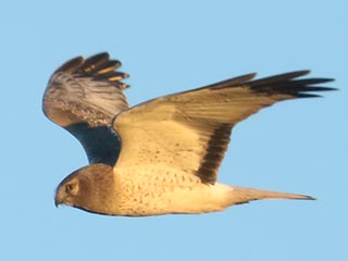 Northern Harrier - 1/15/23, Mill Hill Rd. © Bobby Brown