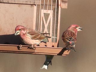 Purple Finches - 2/18/23, Rose Valley Lake © Bobby Brown