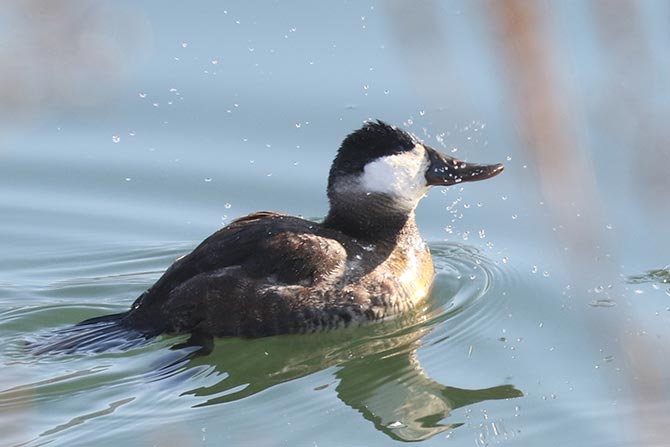 Ruddy Duck - 12/28/22, Williamsport Dam © Bobby Brown