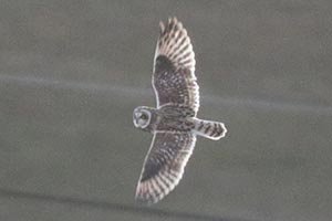 Short-eared Owl - 1/15/23, Mill Hill Rd. © Bobby Brown