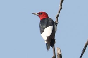 Red-headed Woodpecker - 9/18/22, Rose Valley Lake © Bobby Brown