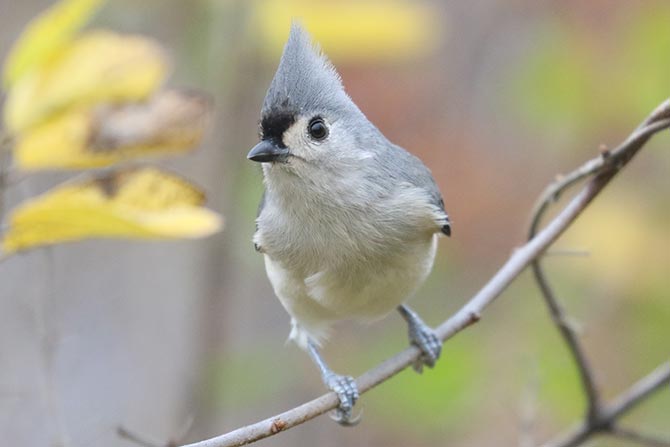 Tufted Titmouse - 11/6/22, SGL 252 © Bobby Brown
