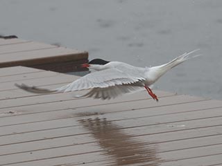 Common Tern - 5/7/22, Rose Valley Lake © Bobby Brown