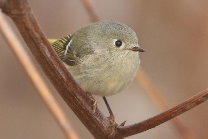Ruby-crowned Kinglet - 3/5/22, Mill St. © Bobby Brown