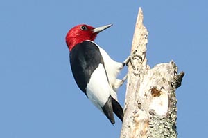 Red-headed Woodpecker - 5/22/22, SGL 252 © Bobby Brown