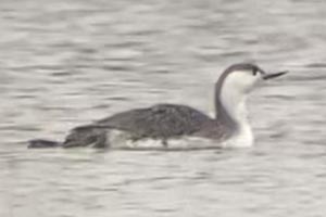Red-throated Loon - 3/24/22, Rose Valley Lake © Bobby Brown