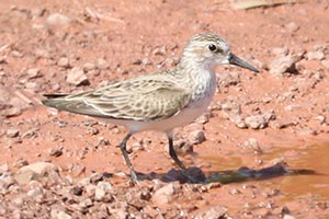 Semipalmated Sandpiper - 5/21/22, Rose Valley Lake © Bobby Brown