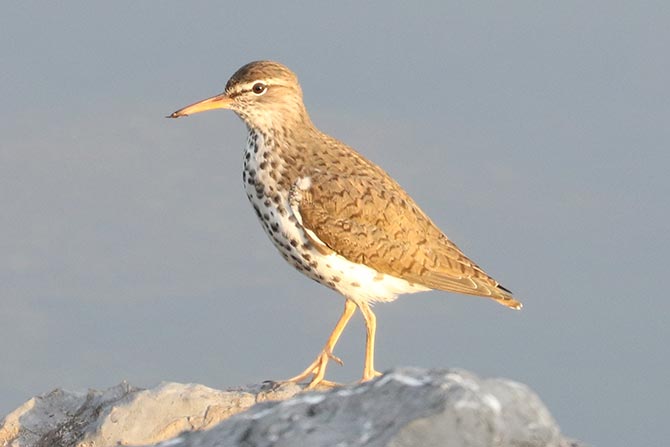 Spotted Sandpiper - 5/20/22, Rose Valley Lake © Bobby Brown