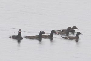 White-winged Scoters - 5/6/22, Rose Valley Lake © Bobby Brown