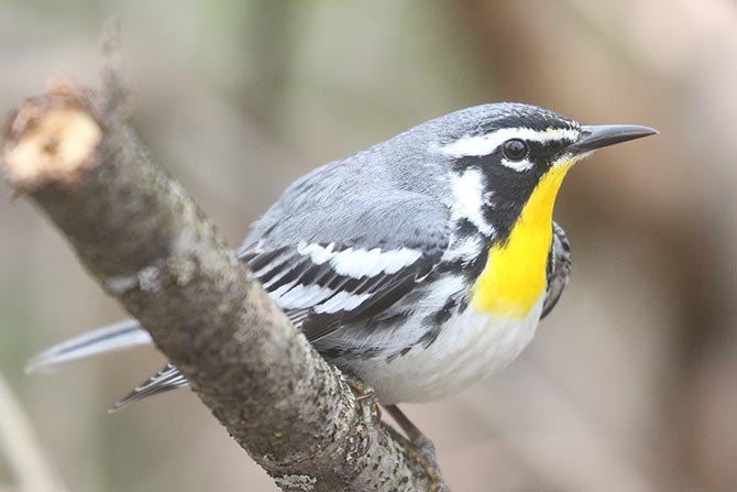 Yellow-throated Warbler - 4/23/22, Trout Run Park © Bobby Brown