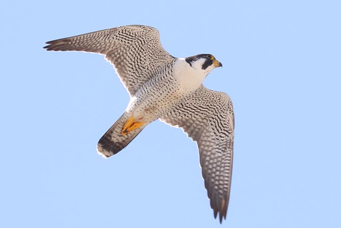 Peregrine Falcon - 6/3/22, Williamsport Dam © Bobby Brown