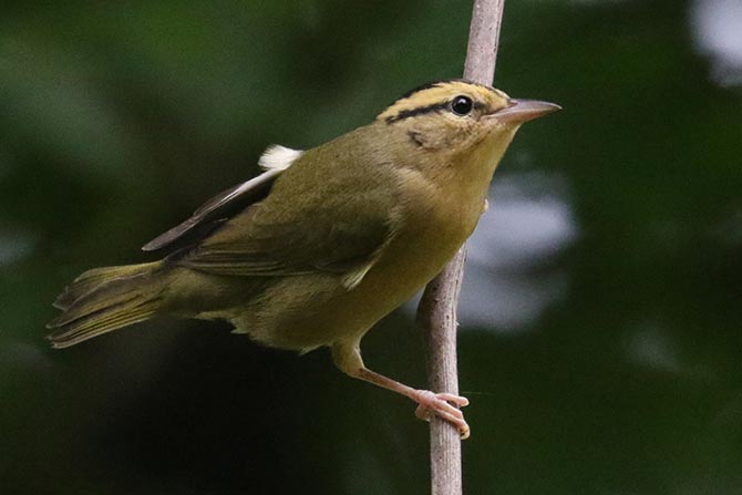 Worm-eating Warbler - 7/18/22, Mill St. © Bobby Brown