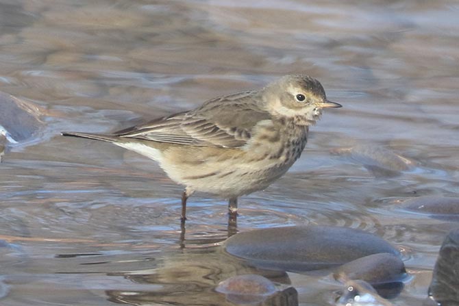 American Pipit - 1/21/24, Mill St. © Bobby Brown