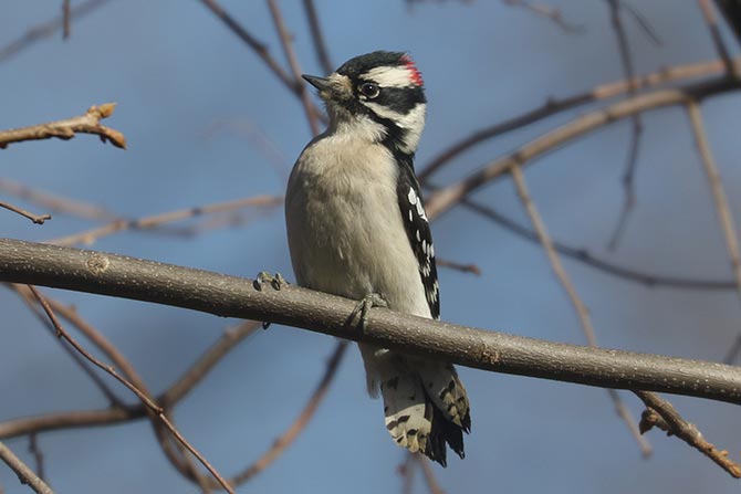 Downy Woodpecker - 2/25/24, Williamsport Dam © Bobby Brown