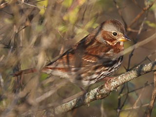 Fox Sparrow - 11/11/23, Rose Valley Lake © Bobby Brown