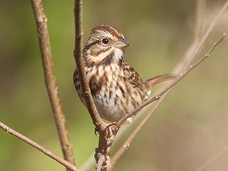 Song Sparrow - 11/3/23, Robert Porter Allen Natural Area © Bobby Brown