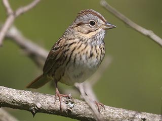 Lincoln's Sparrow - 5/8/23, RPANA © Bobby Brown