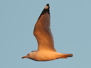 Ring-billed Gull - 3/5/23, Williamsport Dam © Bobby Brown