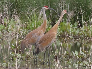 Sandhill Cranes - 4/29/23, RPANA © Bobby Brown