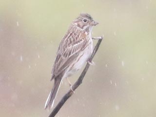 Vesper Sparrow - 4/30/23, RPANA © Bobby Brown