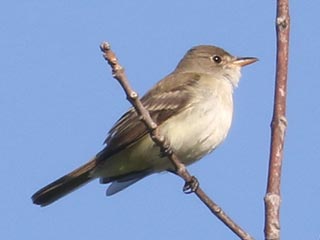 Willow Flycatcher - 5/26/23, Rose Valley Lake © Bobby Brown