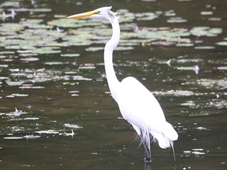 Great Egret - 6/12/23, Indian Park © Bobby Brown