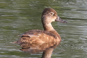 Ring-necked Duck - 6/3/23, Rose Valley Lake © Bobby Brown