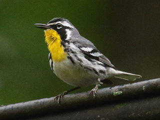 Yellow-throated Warbler - 6/16/23, Trout Run Park © Bobby Brown