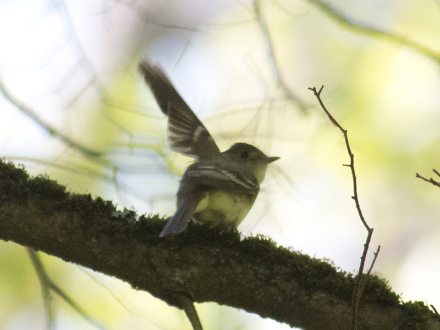 Acadian Flycatcher - 5/20/2016, Jacoby Falls Trail © David Brown