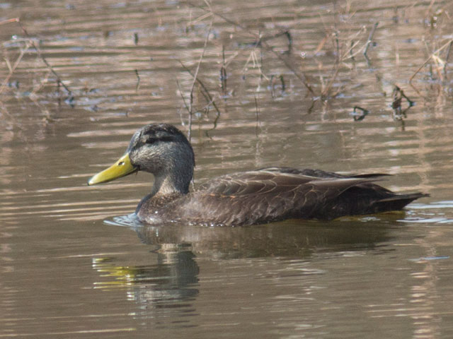 American Black Duck - 3/11/2016, Lycoming Creek Bikeway Wetlands © David Brown