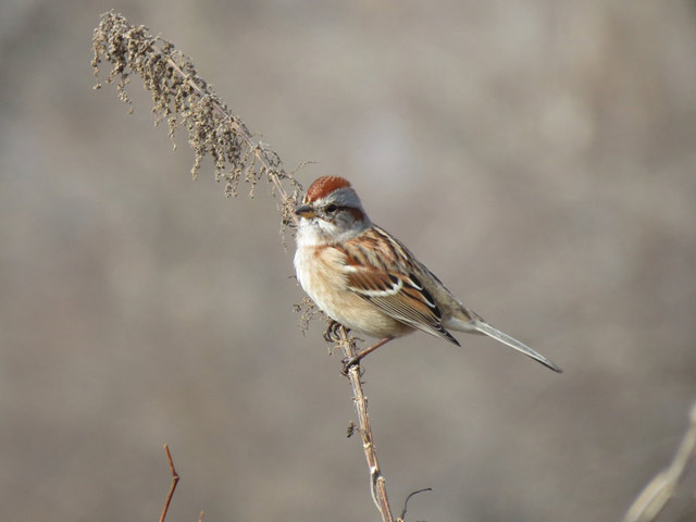 American Tree Sparrow - 11/27/2015, Mill St. © Bobby Brown