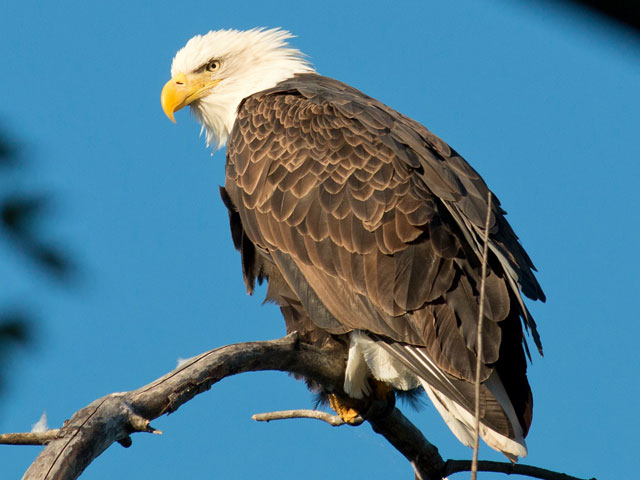Bald Eagle - 10/10/2016, Williamsport Dam © David Brown