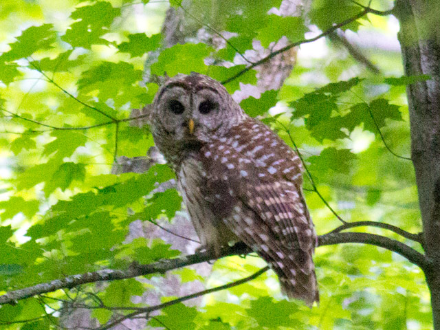 Barred Owl - 6/15/2016, Williamsport Water Authority © David Brown