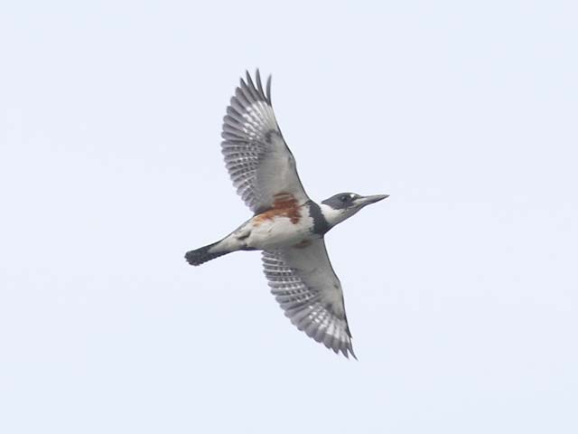 Belted Kingfisher - 4/13/2018, Rose Valley Lake © Bobby Brown