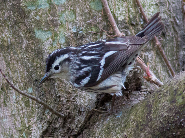 Black-and-white Warbler - 5/4/2014, Canfield Island © David Brown