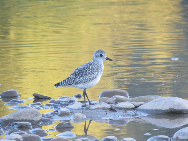 Black-bellied Plover - 9/14/2015, Mill St. © Bobby Brown