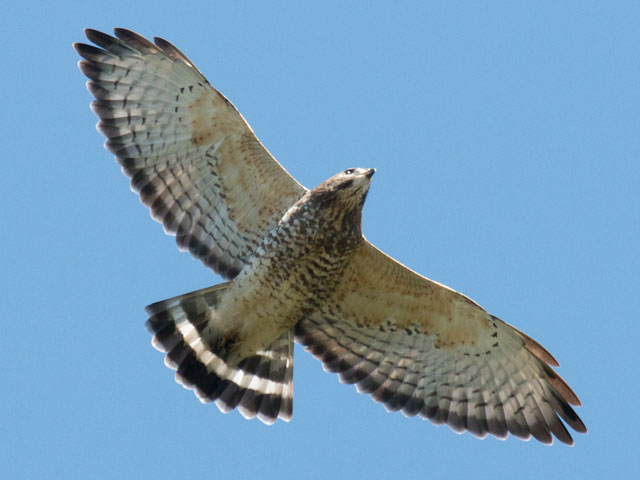 Adult Broad-winged Hawk - 9/20/2016, Route 15 Overlook © David Brown
