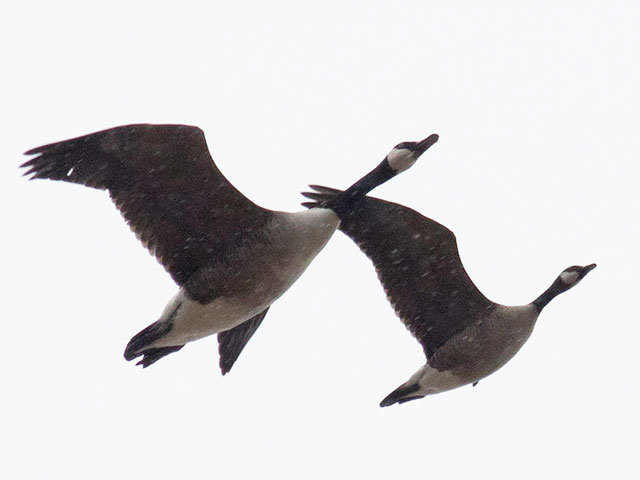 Cackling Goose with Canada Goose - 2/16/2018, Williamsport Dam © David Brown