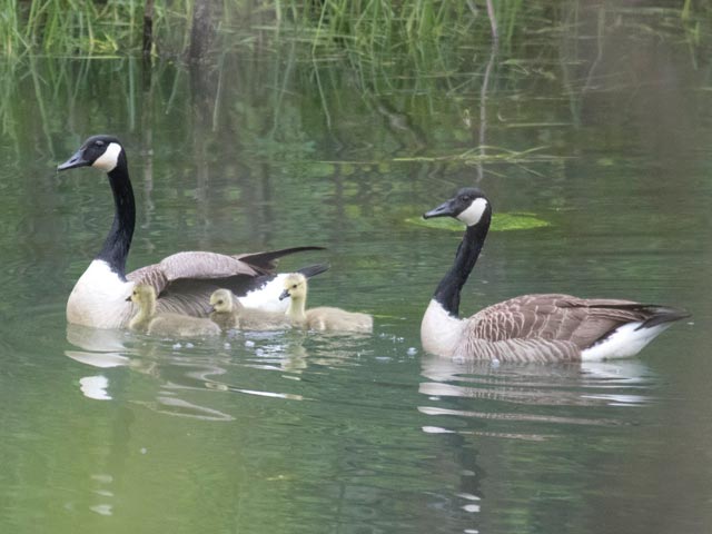 Canada Geese - 5/13/2017, Haleeka Wetlands © David Brown