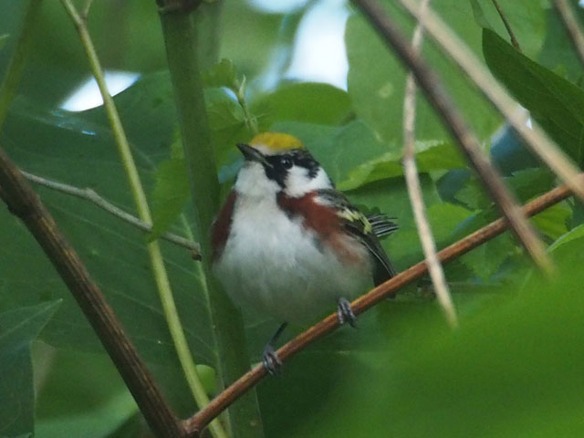 Chestnut-sided Warbler - 5/15/2016, Canfield Island © Bobby Brown