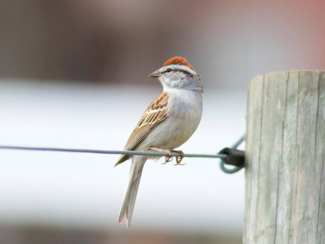 Chipping Sparrow - 4/16/2015, County Farm Conservation Trail © David Brown
