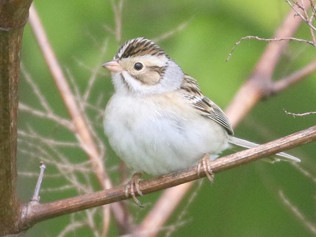 Clay-colored Sparrow - 5/10/2021, Mill St. © Bobby Brown