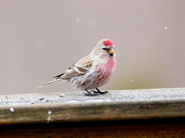 Common Redpoll - 2/14/2015, Pennsdale © David Brown