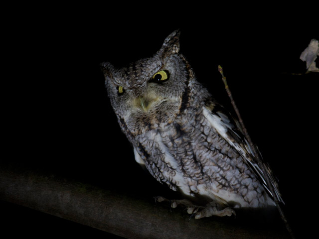 Eastern Screech-Owl - 10/27/2015, Mill St. © David Brown