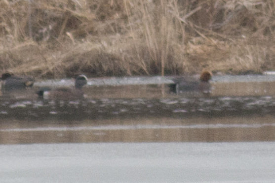 Eurasian Wigeon with American Wigeon and Green-winged Teal - 4/4/2014, Rose Valley Lake © David Brown