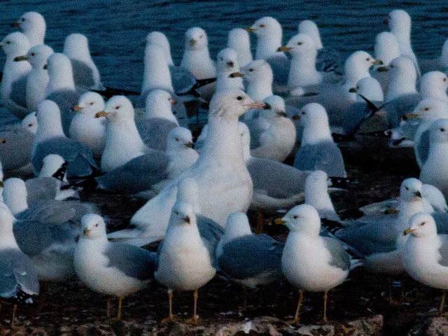 Glaucous Gull - 3/24/2015, Williamsport Dam © David Brown