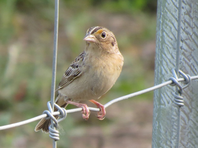 Grasshopper Sparrow - 5/29/2015, Mill St. © Bobby Brown