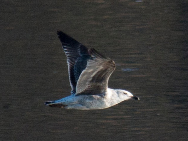 Great Black-backed Gull - 2/22/2016, Williamsport Dam © David Brown
