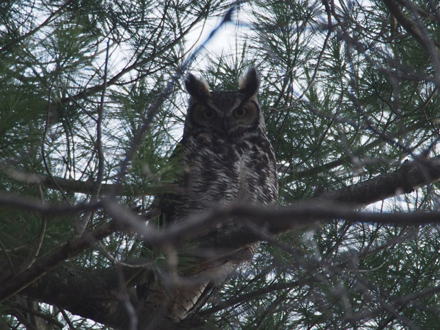 Great Horned Owl - 4/13/2016, Lycoming County Conservation Trail © Bobby Brown