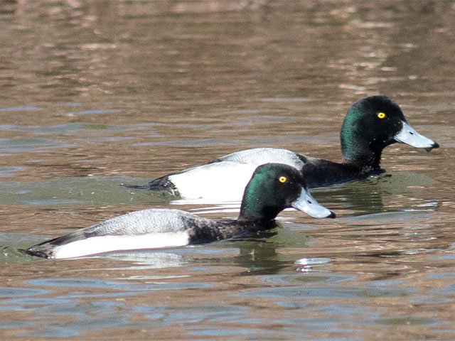 Greater Scaup - 3/18/2015, Mill St. © David Brown